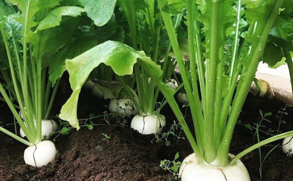 FARM OKANO 生産品目