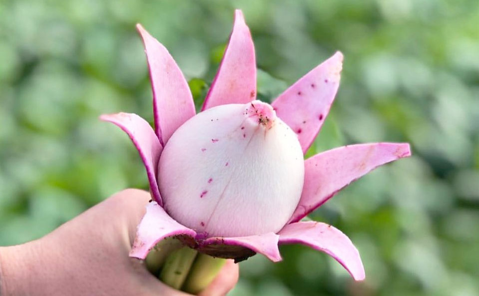 FARM OKANO 生産品目